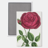 Aimant Lithographie de rose antique, François-Frédéric Gr (Recto/Verso)