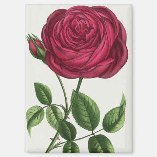 Aimant Lithographie de rose antique, François-Frédéric Gr (Recto)