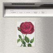 Aimant Lithographie de rose antique, François-Frédéric Gr (In Situ (Lave-vaisselle))