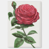 Aimant Lithographie de rose antique, François-Frédéric Gr (Recto)