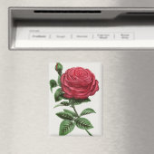 Aimant Lithographie de rose antique, François-Frédéric Gr (In Situ (Lave-vaisselle))