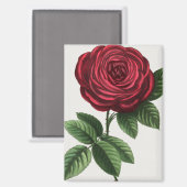 Aimant Lithographie de rose antique, François-Frédéric Gr (Recto/Verso)