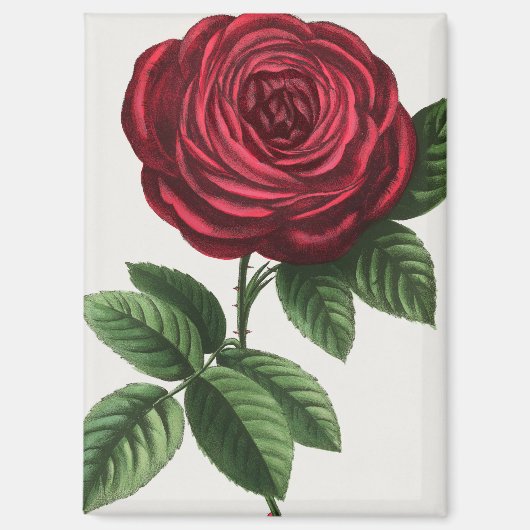Aimant Lithographie de rose antique, François-Frédéric Gr (Recto)
