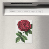 Aimant Lithographie de rose antique, François-Frédéric Gr (In Situ (Lave-vaisselle))