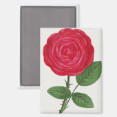 Aimant Lithographie de rose antique, François-Frédéric Gr (Recto/Verso)
