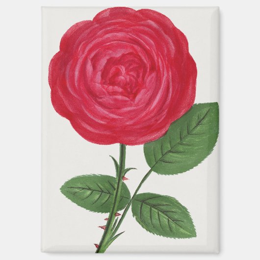 Aimant Lithographie de rose antique, François-Frédéric Gr (Recto)