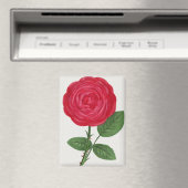 Aimant Lithographie de rose antique, François-Frédéric Gr (In Situ (Lave-vaisselle))