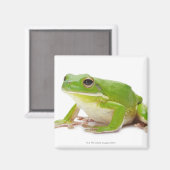 Aimant Litora Infrafrenata, Grenouille (Recto/Verso)