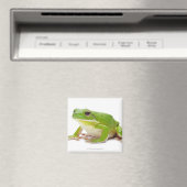 Aimant Litora Infrafrenata, Grenouille (In Situ (Lave-vaisselle))