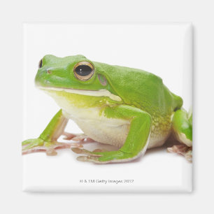 Aimant Litora Infrafrenata, grenouille