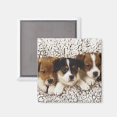Aimant Litter de chiots (Recto/Verso)