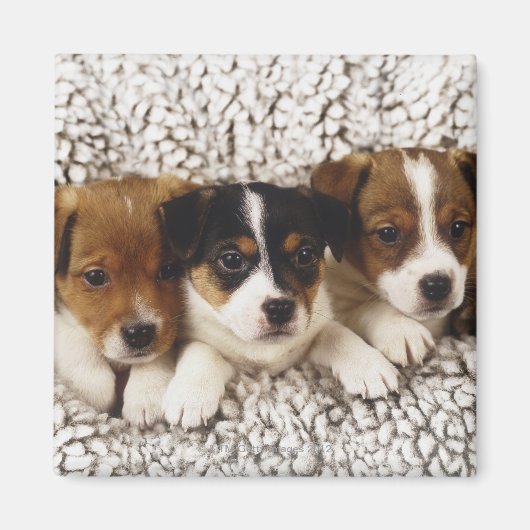 Aimant Litter de chiots (Devant)