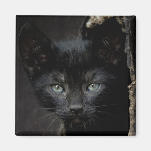 Aimant Little Black Kitty (Devant)