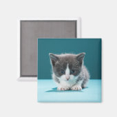 Aimant Little Kitten (Recto/Verso)