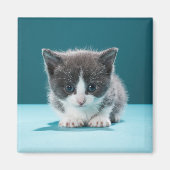 Aimant Little Kitten (Devant)