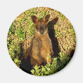 Aimant Little Wallaby (Devant)