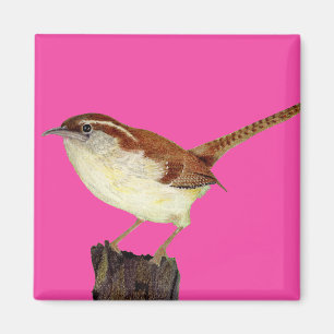 Aimant Little Wren