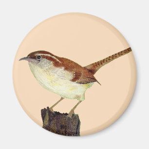 Aimant Little Wren