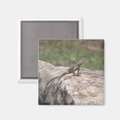 Aimant Lizard (Recto/Verso)