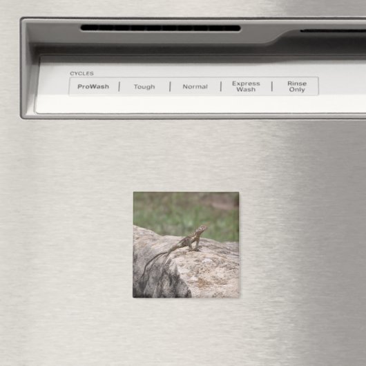 Aimant Lizard (In Situ (Lave-vaisselle))