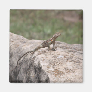 Aimant Lizard
