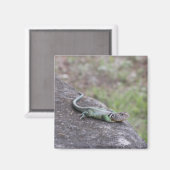Aimant Lizard (Recto/Verso)
