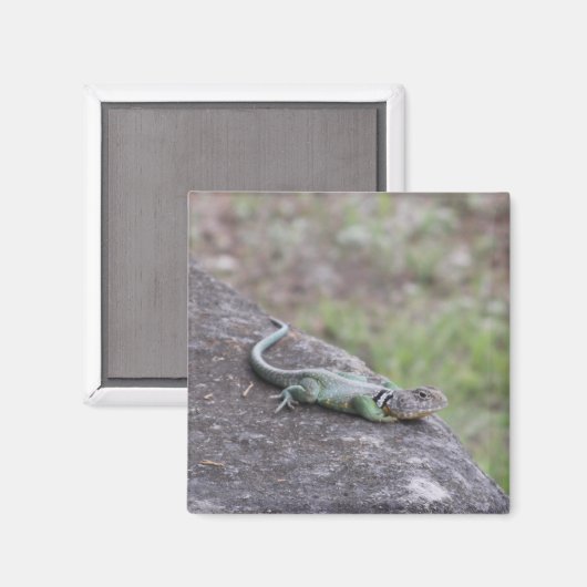 Aimant Lizard (Recto/Verso)