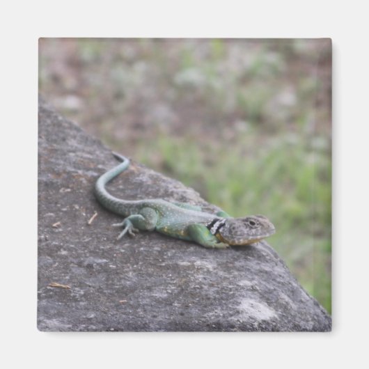 Aimant Lizard (Devant)