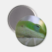 Aimant Lizard d'Anole Verte (Recto/Verso)