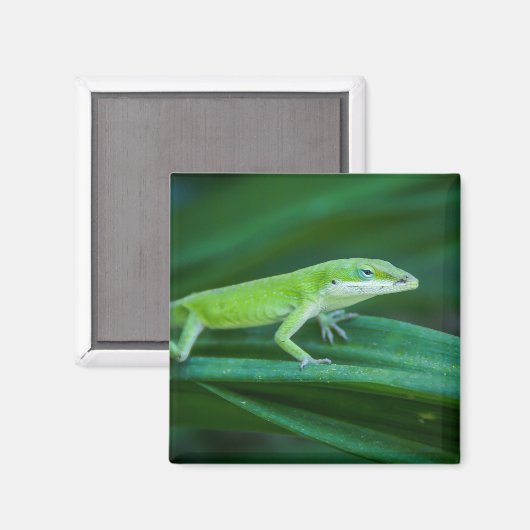 Aimant Lizard d'Anole Verte (Recto/Verso)