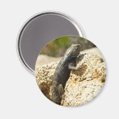 Aimant Lizard d'épinette à dos jaune à Joshua Tree (Recto/Verso)