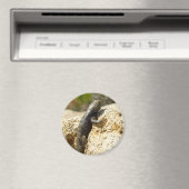 Aimant Lizard d'épinette à dos jaune à Joshua Tree (In Situ (Lave-vaisselle))