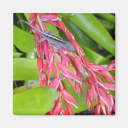 Aimant Lizard et beauté (Devant)