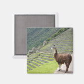 Aimant llama (Recto/Verso)