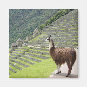 Aimant llama