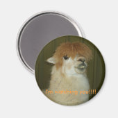Aimant Llama, je vous regarde ! ! ! ! (Recto/Verso)