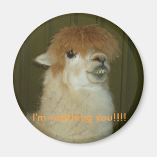 Aimant Llama, je vous regarde ! ! ! !