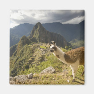 Aimant Llamas et vue sur Machu Picchu,