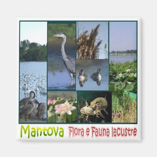 Aimant LMD062 MANTOVA, Lacustra flore et faune Frigo