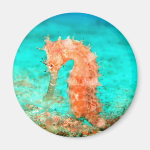 Aimant L'océan tropical du récif corallien