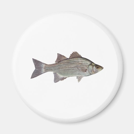 Aimant Logo de basse blanche (Devant)