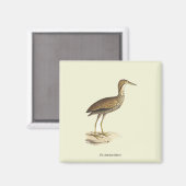Aimant L'oiseau de Bittern américain (Botaurus lentiginos (Recto/Verso)