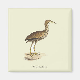 Aimant L'oiseau de Bittern américain (Botaurus lentiginos