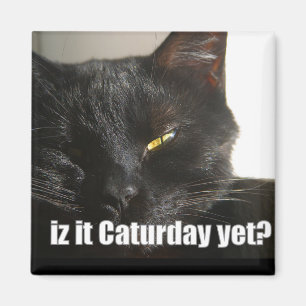 Aimant LOLCat 2