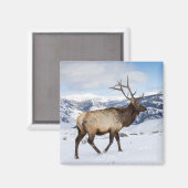 Aimant Lone Bull Elk | Parc national de Yellowstone (Recto/Verso)