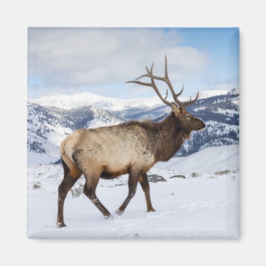 Aimant Lone Bull Elk | Parc national de Yellowstone (Devant)