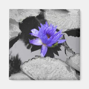 Aimant Lone Water Lily