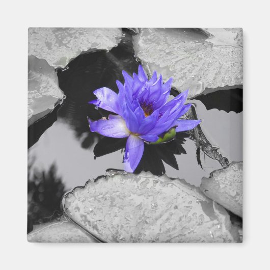 Aimant Lone Water Lily (Devant)