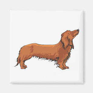 Aimant Long Haired Dachshund