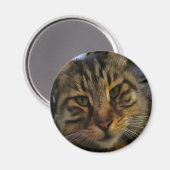 Aimant Long Haired Tabby Chat Artistique Portrait d'anima (Recto/Verso)